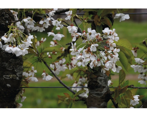 Blommande körsbärsträd på våren med många vita blommor på grenarna.