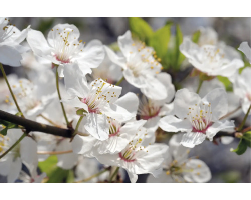 Närbild av vita körsbärsblommor på en gren under våren