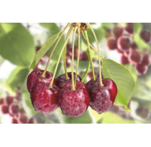 Färska körsbär med vattendroppar hängande på ett körsbärsträd
