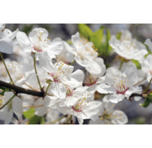 Närbild av vita körsbärsblommor på en gren under våren