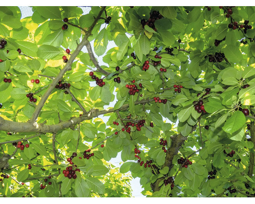 Körsbärsträd med mogna körsbär på grenarna bland gröna blad.