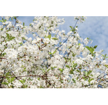 Blommande körsbärsträd under våren med många vita blommor och gröna blad på grenarna mot en ljusblå himmel.