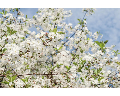 Blommande körsbärsträd under våren med många vita blommor och gröna blad på grenarna mot en ljusblå himmel.