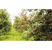 Rader av körsbärsträd i en fruktträdgård med mogna frukter på grenarna.