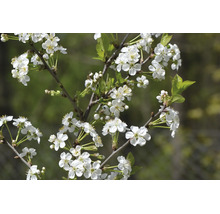 Körsbärsträdgrenar med talrika vita blommor och unga gröna blad på våren.