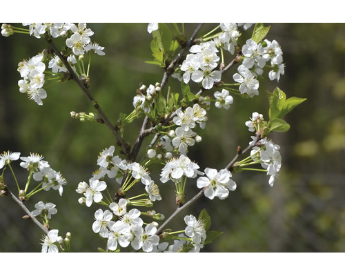 Körsbärsträdgrenar med talrika vita blommor och unga gröna blad på våren.
