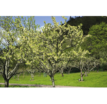 Blommande fruktträd i en fruktträdgård under våren på en grön äng.