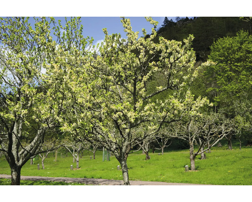 Blommande fruktträd i en fruktträdgård under våren på en grön äng.