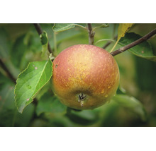 Ett enskilt äpple hänger på en gren med gröna blad i trädgården.