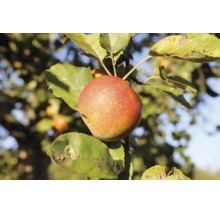 Ett enskilt äpple som hänger i ett träd bland gröna blad.