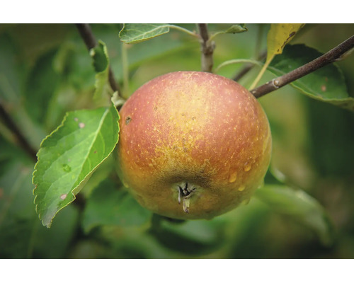 Ett enskilt äpple hänger på en gren med gröna blad i trädgården.