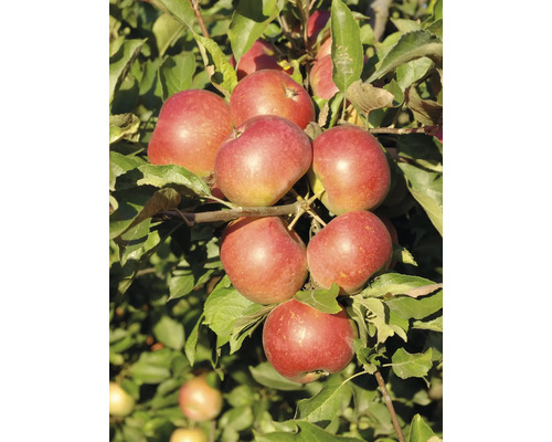 Mogna äpplen på en trädgren med gröna blad i en fruktträdgård.