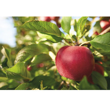 Moget rött äpple på ett äppelträd med gröna blad.