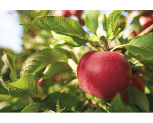 Moget rött äpple på ett äppelträd med gröna blad.
