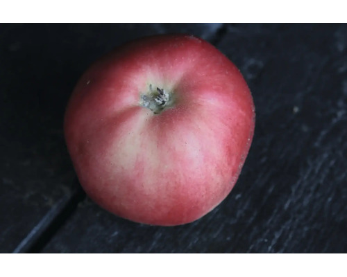 Ett enskilt runt äpple på en mörk yta