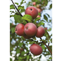 Mogna röda äpplen hänger på ett äppelträd bland gröna blad.