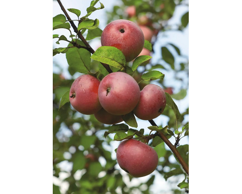 Mogna röda äpplen hänger på ett äppelträd bland gröna blad.
