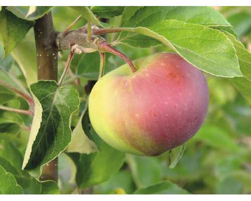Ett enskilt äpple hänger på en gren av ett äppelträd med gröna blad.