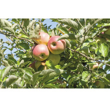 Mogna äpplen hänger på ett äppelträd med gröna blad under sommaren.