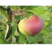 Ett enskilt äpple hänger på en gren av ett äppelträd med gröna blad.