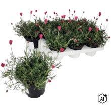 Marockansk krage (Rhodanthemum) med rosa blommor i kruka, i bakgrunden en plastbricka med ytterligare fem växter. (Image AI modified or generated)