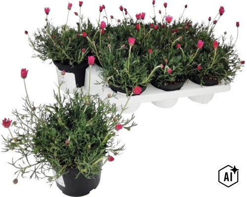 Marockansk krage (Rhodanthemum) med rosa blommor i kruka, i bakgrunden en plastbricka med ytterligare fem växter. (Image AI modified or generated)