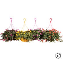 Fyra hängande krukor med blommande portulak i olika färger för upphängning. (Image AI modified or generated)