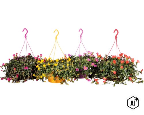Fyra hängande krukor med blommande portulak i olika färger för upphängning. (Image AI modified or generated)