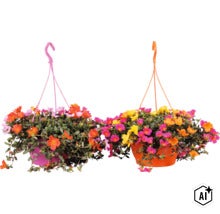Två hängande krukor med blommande praktportlak (Portulaca) i olika färger. (Image AI modified or generated)