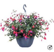 Fuchsia i hängampel med talrika blommor och gröna blad. (Image AI modified or generated)