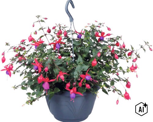 Fuchsia i hängampel med talrika blommor och gröna blad. (Image AI modified or generated)