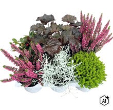 Höstplantering med rosa ljung, mörkbladig alunrot, silvertråd och grön hebe i vita krukor. (Image AI modified or generated)