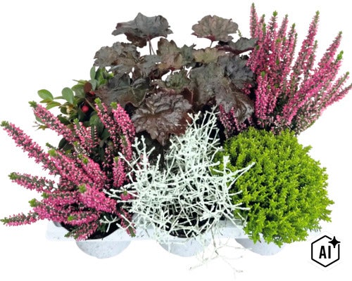 Höstplantering med rosa ljung, mörkbladig alunrot, silvertråd och grön hebe i vita krukor. (Image AI modified or generated)