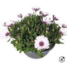 Stjärnöga Osteospermum med vitlila blommor i en grå kruka. (Image AI modified or generated)