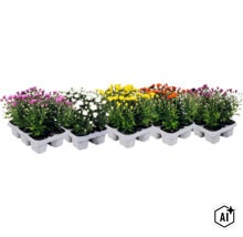 Krysantemummix i olika färger, planterade i vita plasttråg. (Image AI modified or generated)