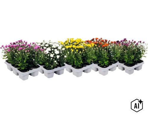 Krysantemummix i olika färger, planterade i vita plasttråg. (Image AI modified or generated)