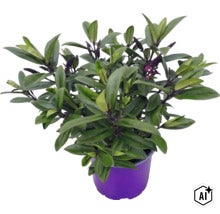 Buskveronika Hebe med gröna blad och lila blomknoppar i en lila odlingspotta. (Image AI modified or generated)