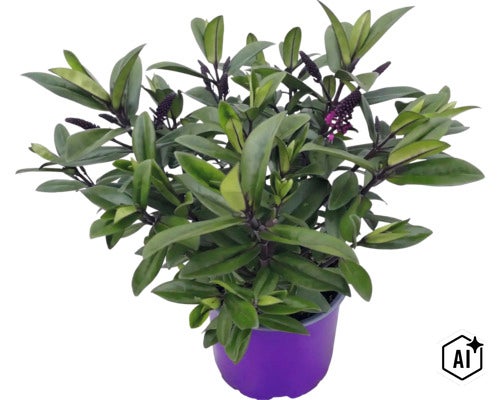 Buskveronika Hebe med gröna blad och lila blomknoppar i en lila odlingspotta. (Image AI modified or generated)