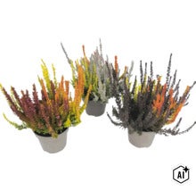 Tre krukor ljung Calluna vulgaris Sunset Trio, färgglada höstväxter för plantering på balkong och i trädgård. (Image AI modified or generated)