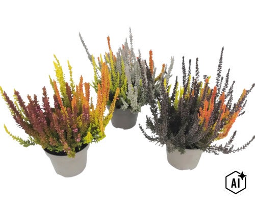 Tre krukor ljung Calluna vulgaris Sunset Trio, färgglada höstväxter för plantering på balkong och i trädgård. (Image AI modified or generated)