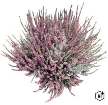 Flerfärgad ljung Calluna vulgaris, höstljung för trädgård och balkong. (Image AI modified or generated)