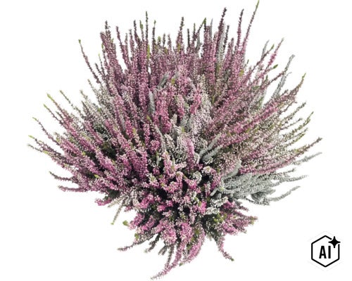 Flerfärgad ljung Calluna vulgaris, höstljung för trädgård och balkong. (Image AI modified or generated)