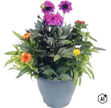 Färgglad planterad kruka med dahlior och olika sommarblommor. (Image AI modified or generated)