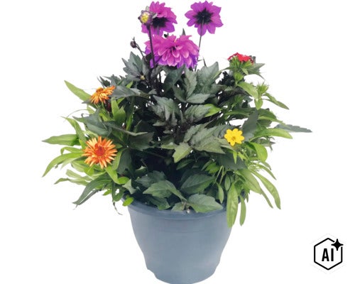 Färgglad planterad kruka med dahlior och olika sommarblommor. (Image AI modified or generated)