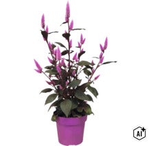 Celosia-planta med lila blomax och mörka blad i en lila kruka. (Image AI modified or generated)