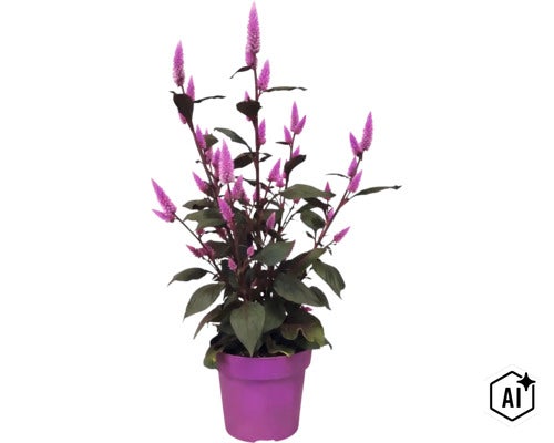 Celosia-planta med lila blomax och mörka blad i en lila kruka. (Image AI modified or generated)