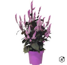 Celosia-planta med fjäderliknande, lila blomax och mörka blad i en lila plastkruka. (Image AI modified or generated)