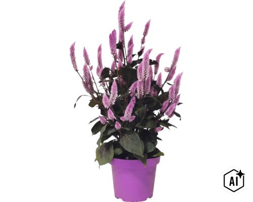 Celosia-planta med fjäderliknande, lila blomax och mörka blad i en lila plastkruka. (Image AI modified or generated)