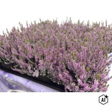 Ljung Calluna vulgaris i ett brätte för trädgårdsplantering. (Image AI modified or generated)
