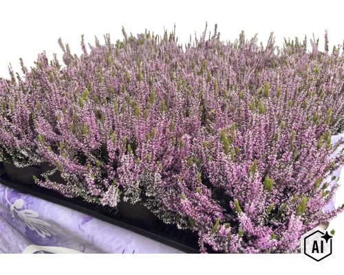 Ljung Calluna vulgaris i ett brätte för trädgårdsplantering. (Image AI modified or generated)